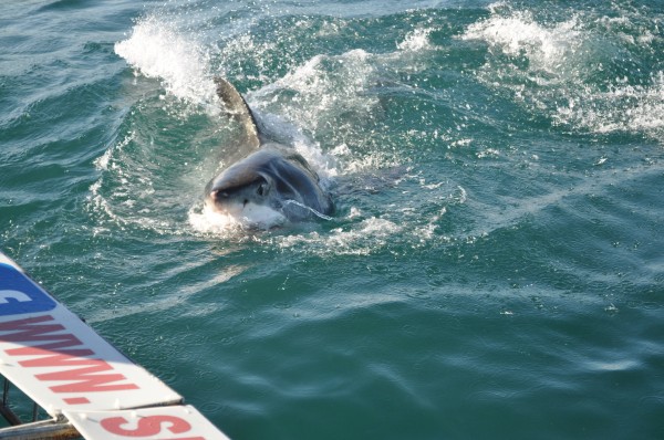 great white shark south africa