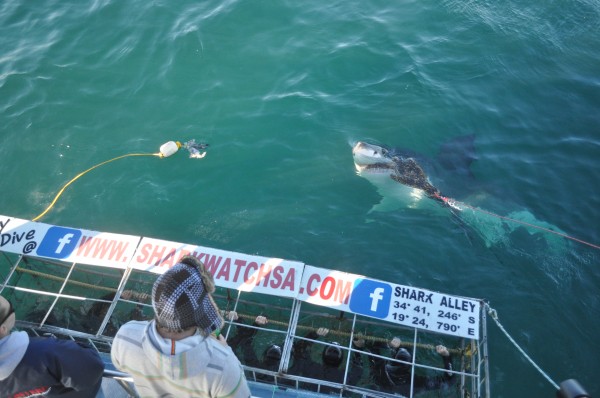 Shark Diving South Africa Gans Baai