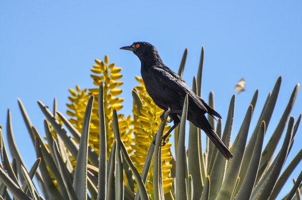 Many of the trees appear to be part tree and part cactus. The wildlife seems to like that just fine.