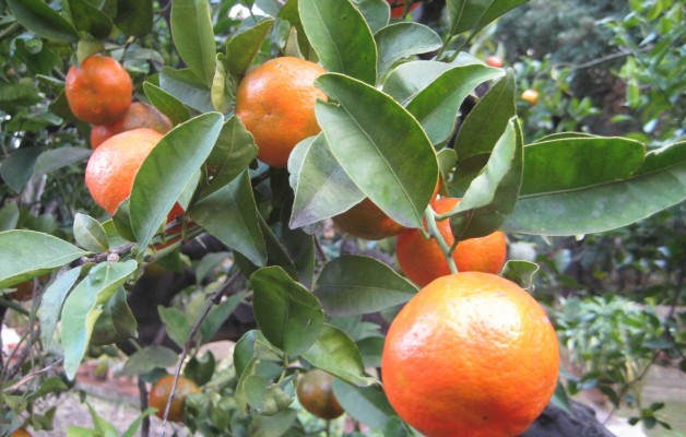 Sicilian blood oranges in Palermo