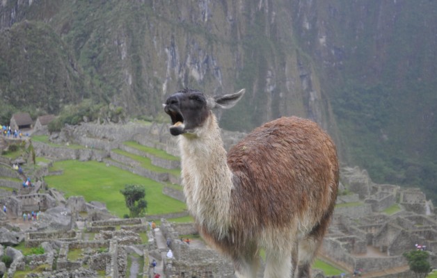 llama in machu picchu peru