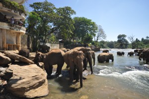 River Elephants Pinnawela Sri Lanka