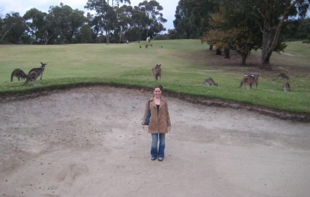 Kangaroos at Anglesea Golf great ocean road australia