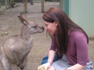 Kangaroo at Featherdale Sydney Australia