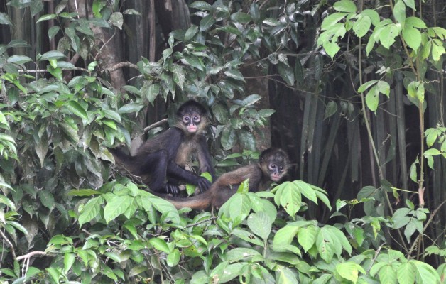 Baby spider monkey in costa rica