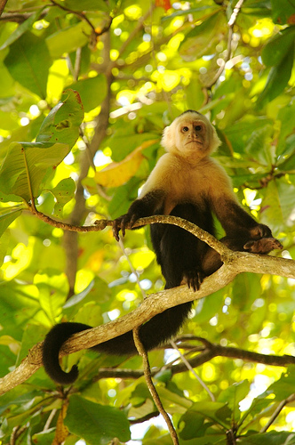 costa rica monkey from Luca5