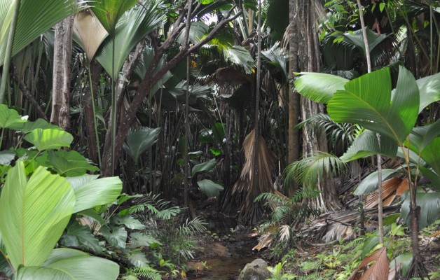 vallee de mai in praslin Seychelles