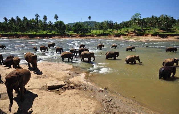 Pinnawala Elephant Orphanage Sri Lanka