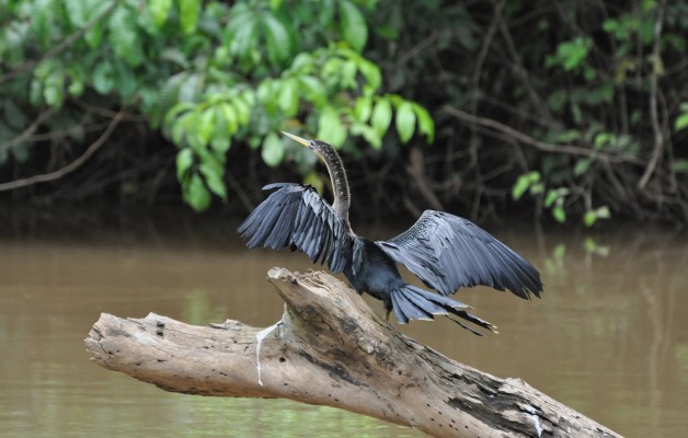 Cano Negro Costa Rica Snake Bird