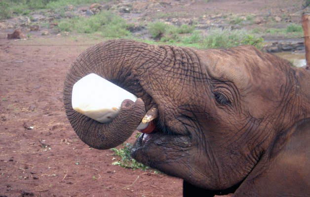 Young elephant helps himself to a drink of some milk formula at the David Sheldrick Wildlife Trust in Nairobi Kenya