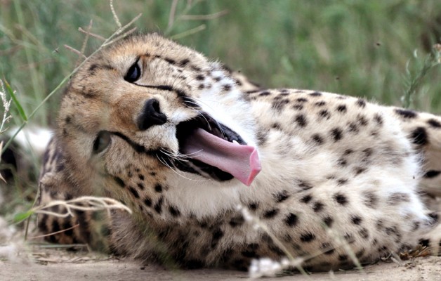 A cheetah's yawn says a lot.