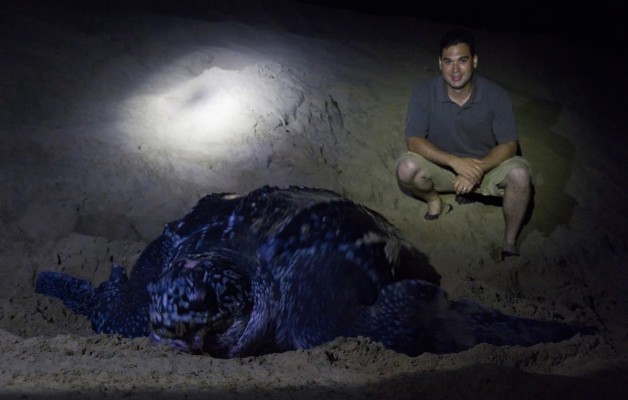 Me posing with Mamma Turtle - all 1,300 pounds of her leatherback goodness.