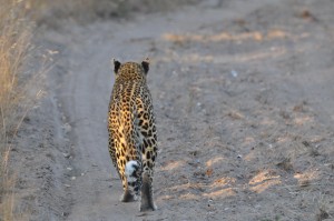 South Africa Sabi Sabi Leopard walking down road