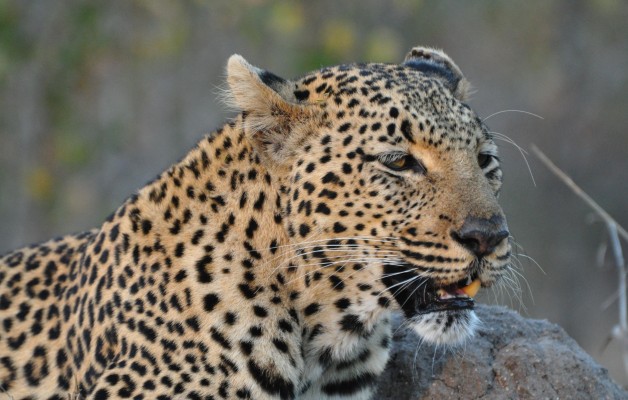 South Africa Sabi Sabi Leopard