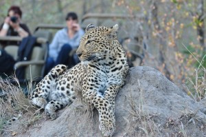 South Africa Sabi Sabi Leopard with Land Rover