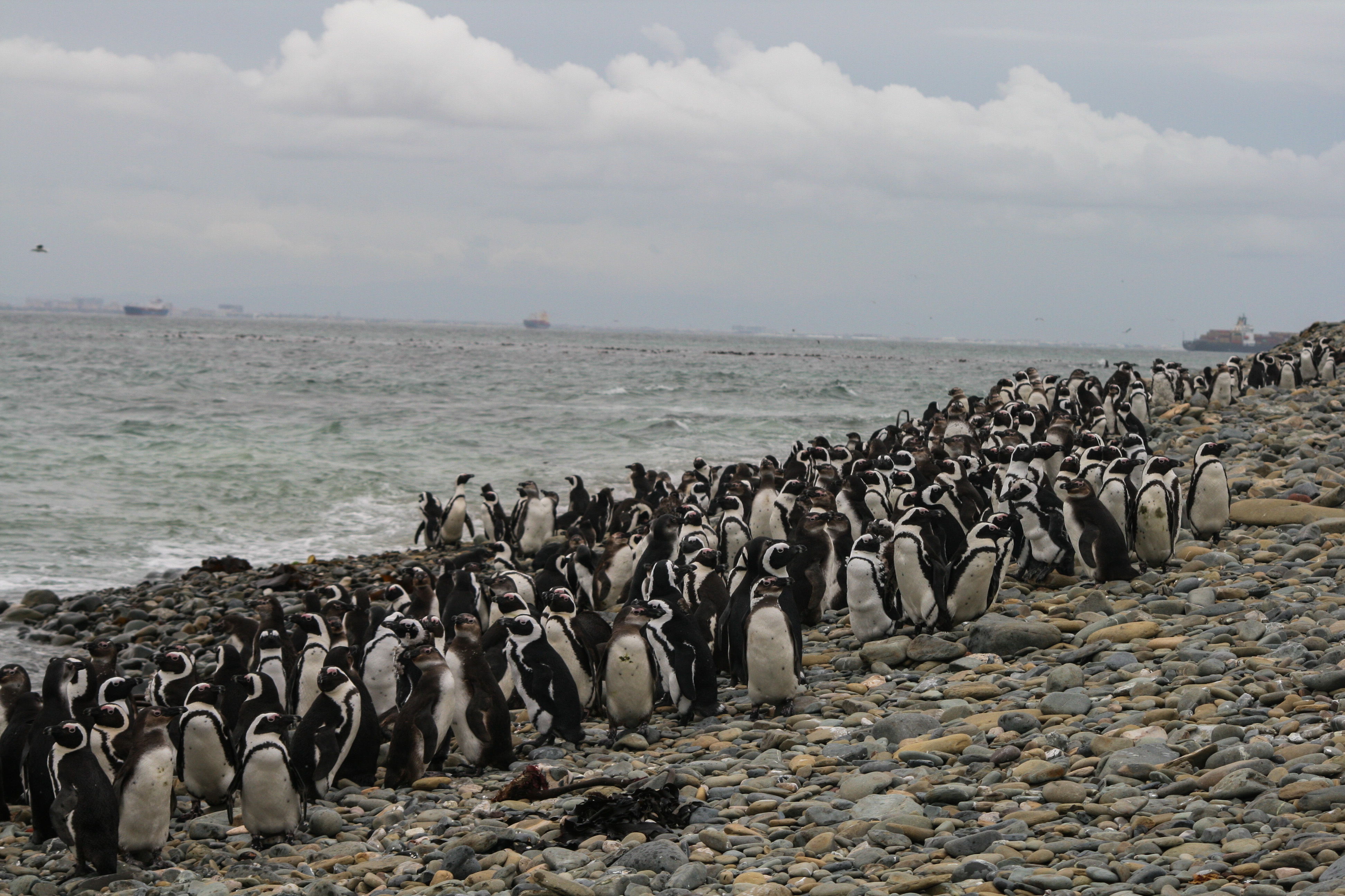 Марион айленд. Остров Марион ЮАР. Отряды пингвинов Гумбольдта. Пингвин Гумбольдта фото.