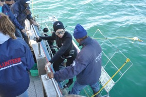 Shark Diving getting out of cage South Africa Gans Baai